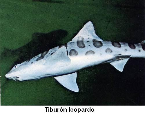 Tiburón leopardo.jpg